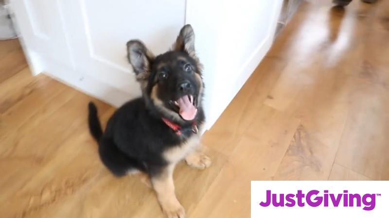 Crowdfunding to Help ComedyShortsGamer/Deji Get His Dog Back on JustGiving