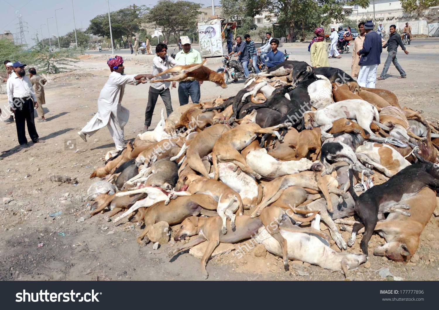 Crowdfunding to Help the homeless puppies and dogs in pakistan to build