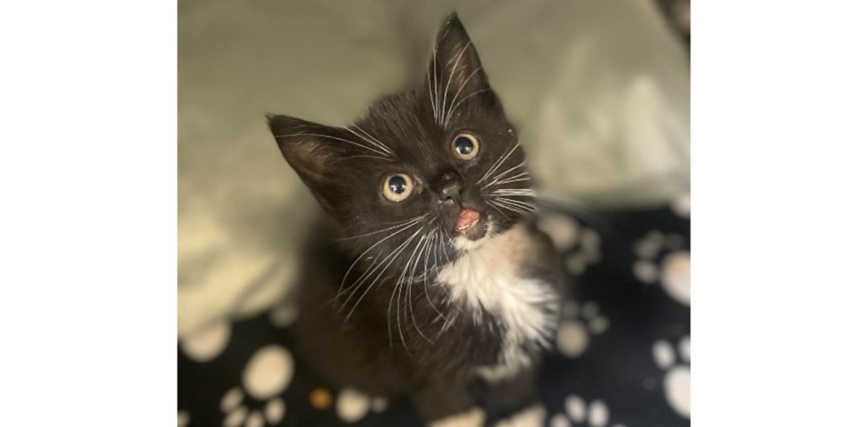 Cats Protection Belfast is fundraising for Cats Protection