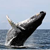 Fundraiser icon
