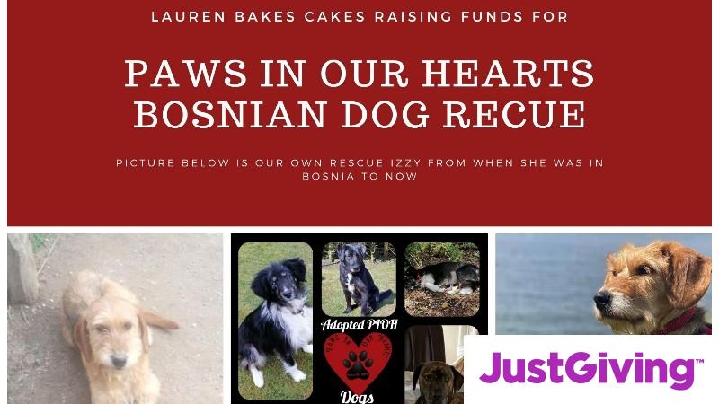Crowdfunding to Help Paws In Our Hearts Bosnian Dog Rescue