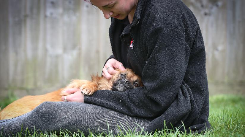 chiltern dog rescue centre