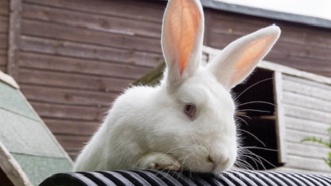 Fund a forever home for Rabbit Residence Rescue - JustGiving