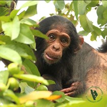 Jax Rohen & the Bulindi Chimpanzee and Community Project