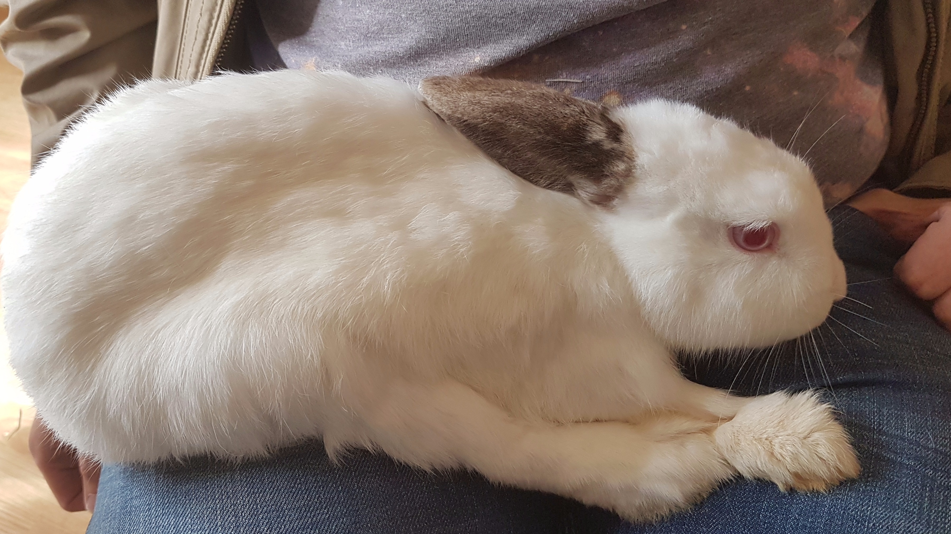 Crowdfunding to Help fund the new rescue rabbits at our rescue centre
