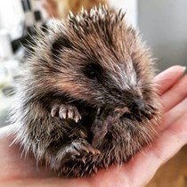 Pickering Hedgehog Trust