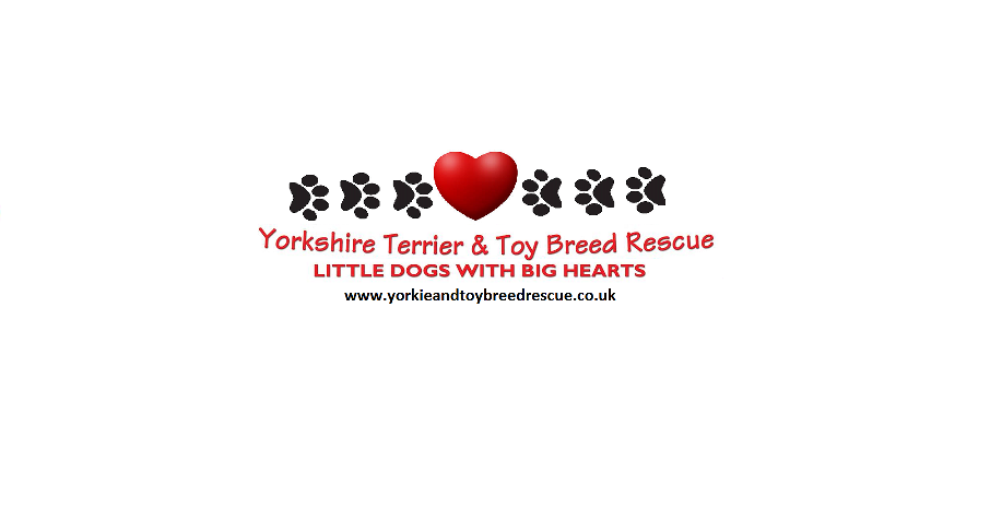 Yorkshire Terrier And Toy Breed Rescue