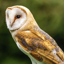 Screech Owl Sanctuary