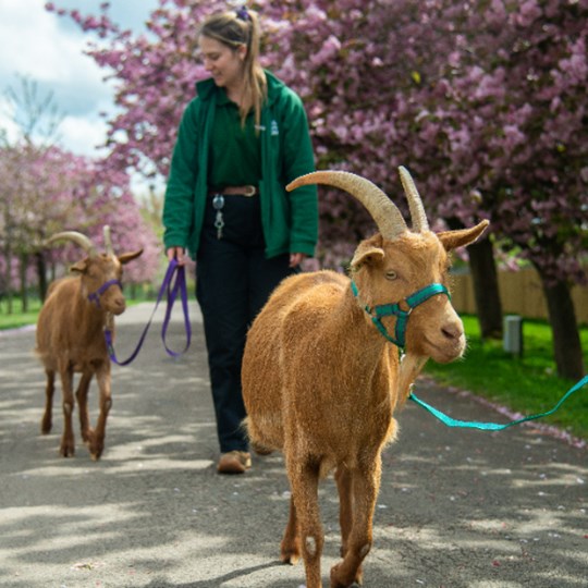 Whipsnade Zoo's golden Guernsey goats take on the Around the World Challenge
