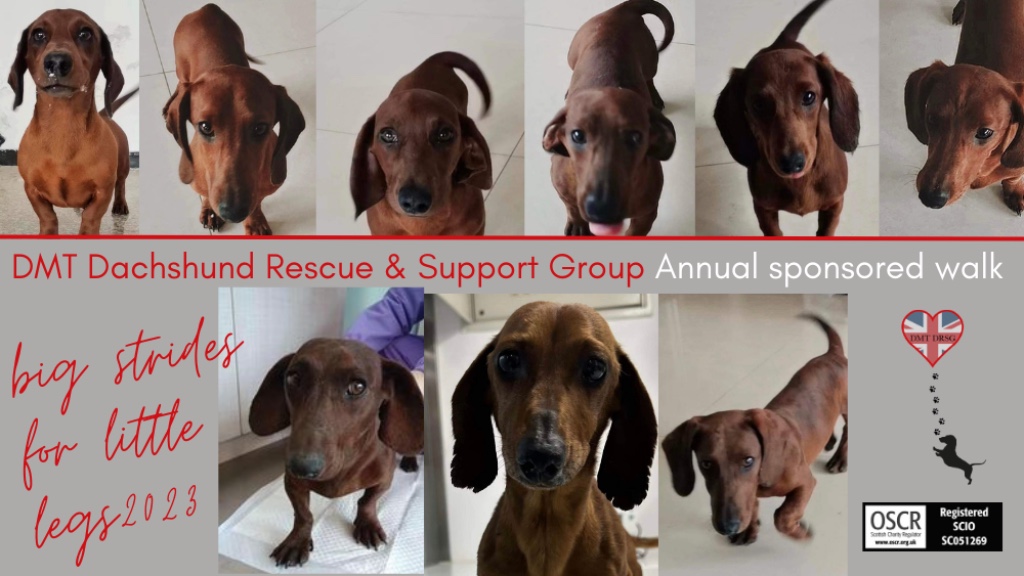 Chiweenie rescue hot sale near me