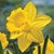 Fundraiser icon
