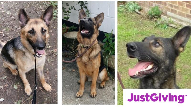 Crowdfunding To Assist Garbo S German Shepherd Dog Rescue With Much Needed Funding To Enable Them To Continue Helping Unwanted And Ill Treated Gs Dog S On Justgiving