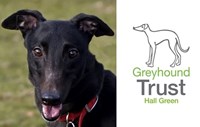 Greyhound Trust - Hall Green
