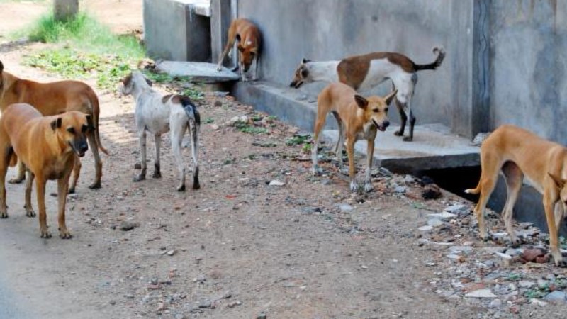 Crowdfunding to help with the adoption of stray dogs in Tulum, Mexico ...