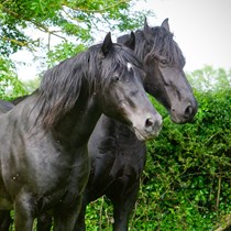 Northcote Horses