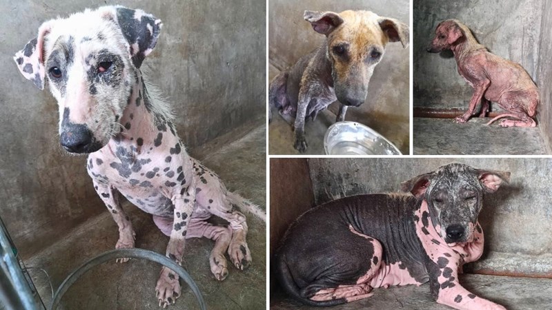 APPEAL: Help Luna, Cassie, Ginny and Jasmine recover from debilitating ...