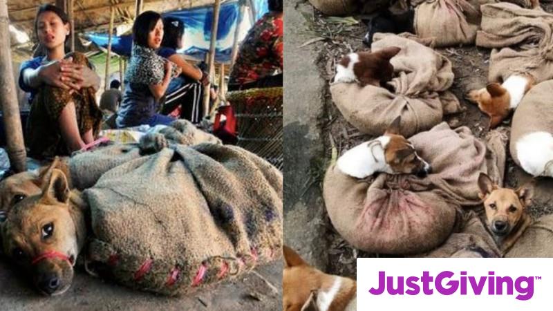 Crowdfunding to save thousands of dogs from the brutal dog meat trade ...