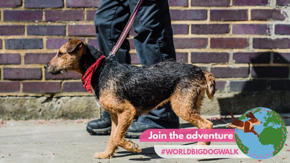 World Big Dog Walk for Mayhew JustGiving