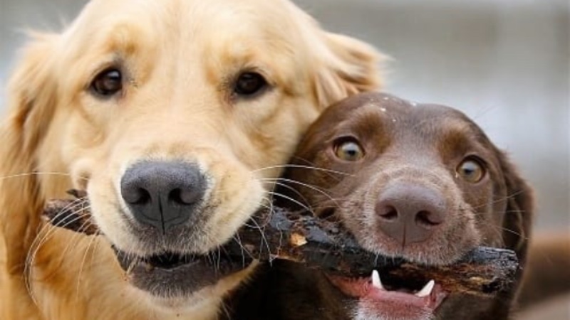 bridge to home animal rescue