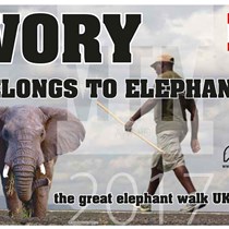 Ivory Belongs To  Elephants