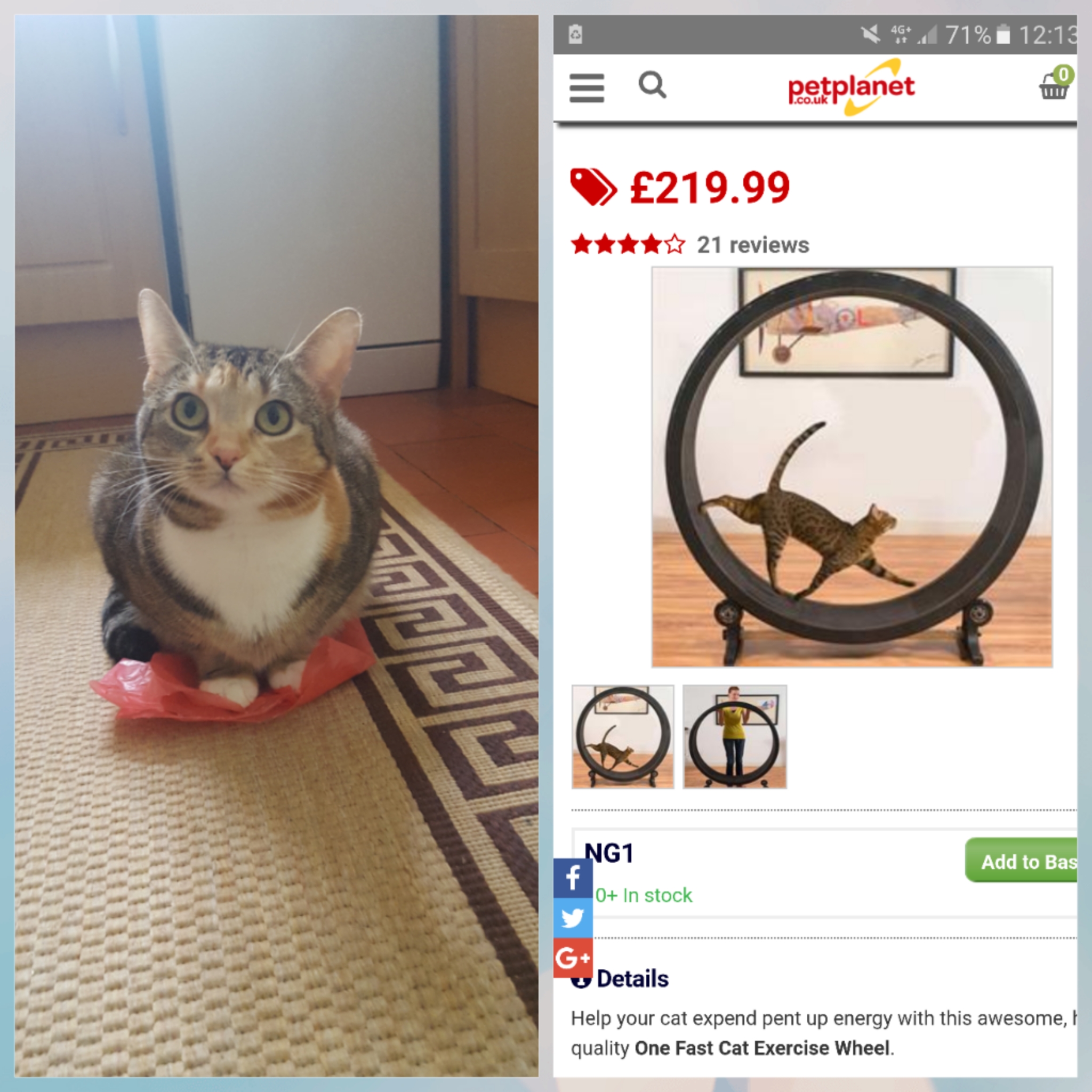 one fast cat exercise wheel reviews