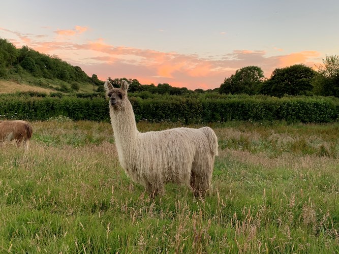Crowdfunding to Establish The Llama Sanctuary GB on JustGiving Crowdfunding to Establish The Llama Sanctuary GB on JustGiving