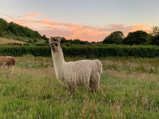 Crowdfunding to Establish The Llama Sanctuary GB on JustGiving