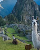 vicki wood hays travel vicki wood hays travel