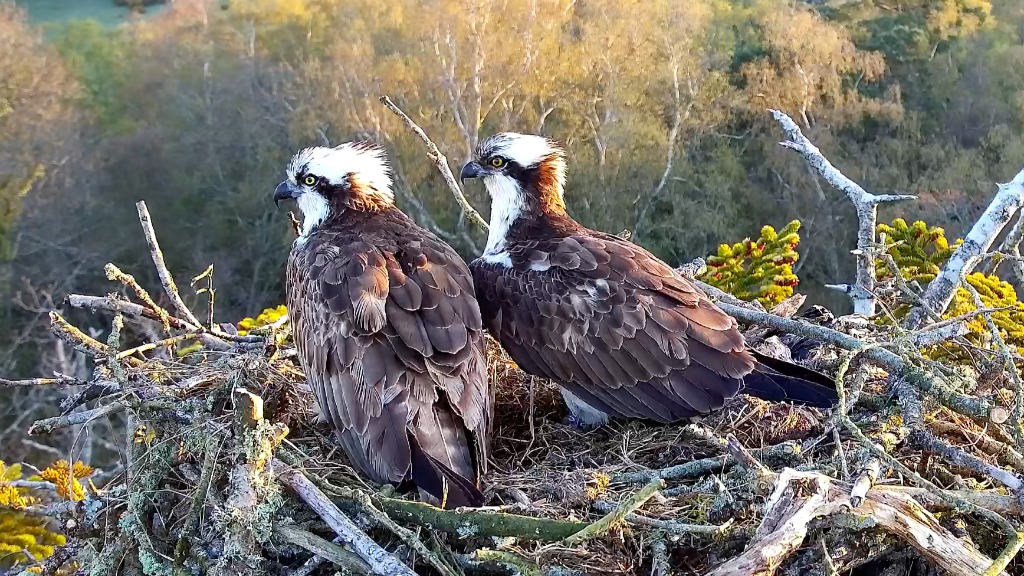Poole Harbour Osprey Project 2025 Season JustGiving B8f6eb27 650e 4ff1 Ba42 Dc9fe70c93bd