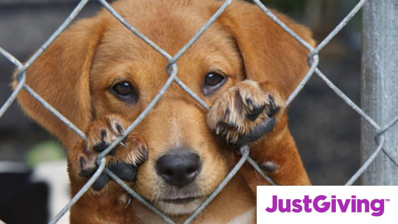 Crowdfunding To The Clymping Dog Sanctuary To Raise Some Cash For A crowdfunding-to-the-clymping-dog-sanctuary-to-raise-some-cash-for-a