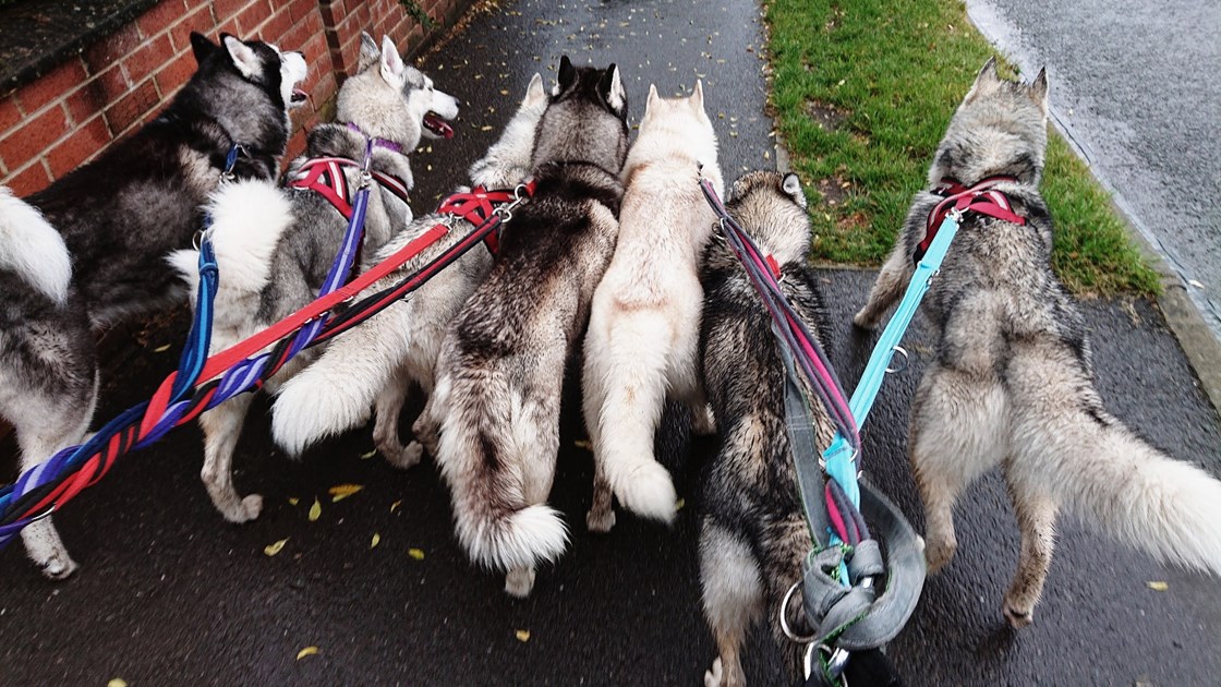 Emma Ranby is fundraising for 8 Below Husky Rescue