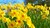 Fundraiser icon