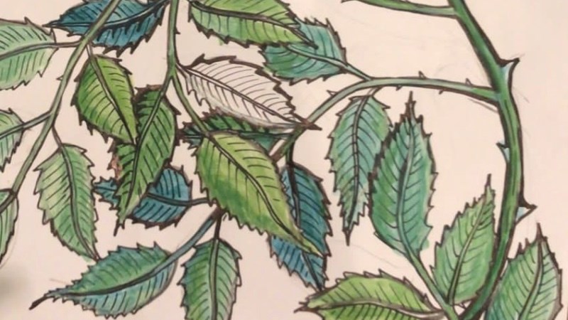 cover photo