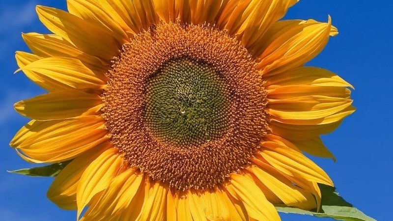 cover photo