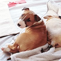 APOLLO Solar Dog