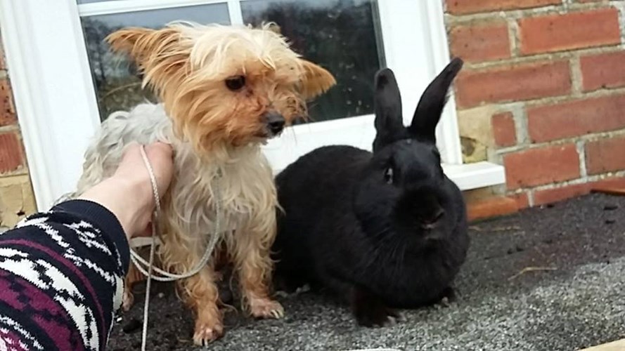 average cost to spay a crowdfunding to help hungaryhearts with spaying costs for rosie on justgiving average cost to spay a crowdfunding to help hungaryhearts with spaying costs for rosie on justgiving