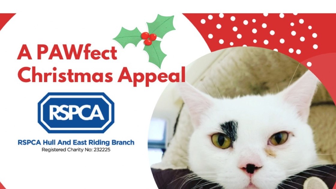 A PAWfect Christmas Appeal for the RSPCA Hull & East Riding Branch