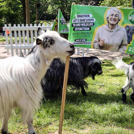 London Zoo's pygmy goats take on the Around the World challenge
