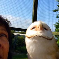 BOPH Barn Owl Project & Bird of Prey Hospital