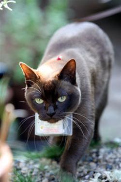 Sarty and her CatCam