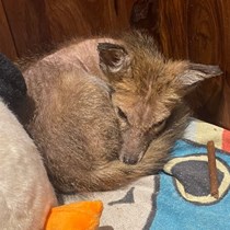 Second Chance Fox Rescue and Rehabilitation 
