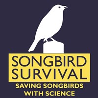 SongBird Survival