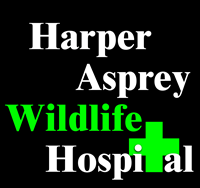 Harper Asprey Wildlife Rescue
