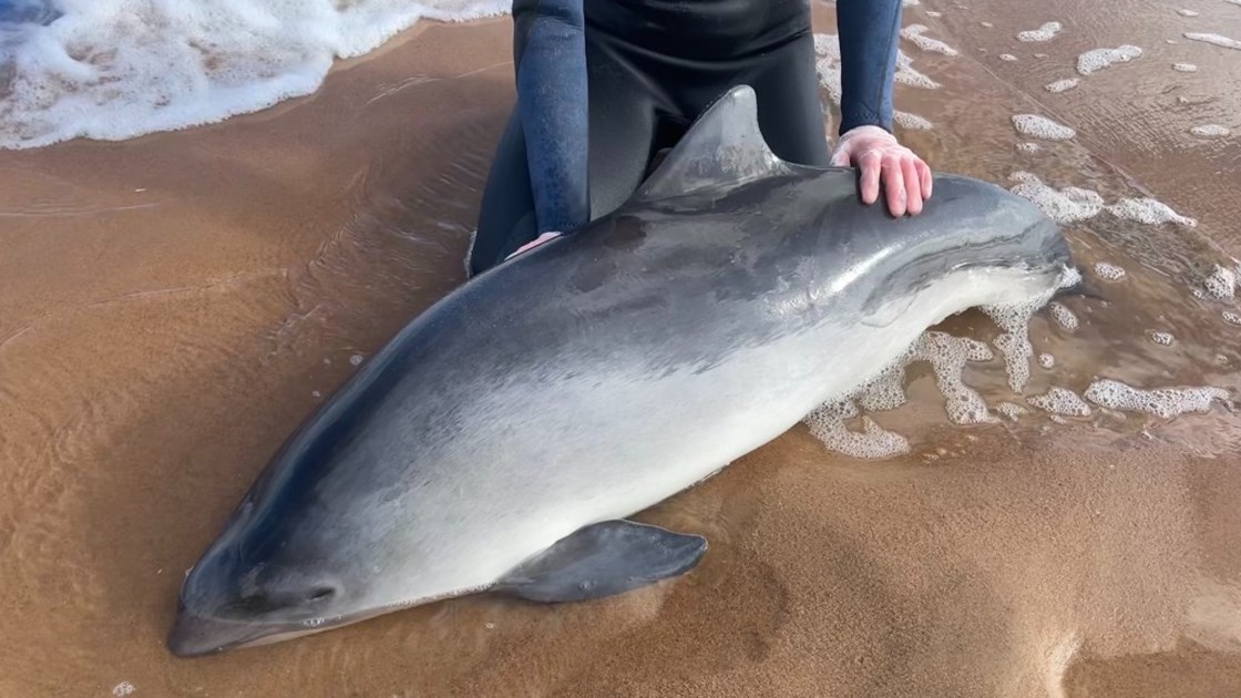 Harbour Porpoise Stranding - JustGiving