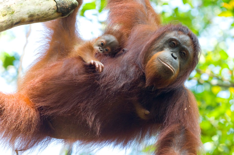  Orangutan  Foundation is fundraising for Orangutan  Foundation