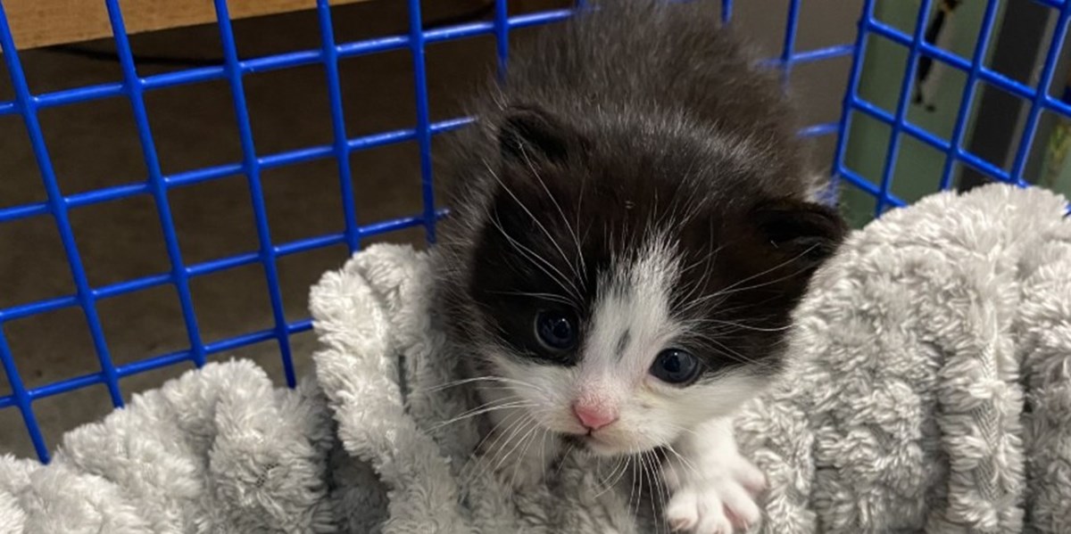 Forth Valley Cats Protection Adoption Centre is fundraising for Cats