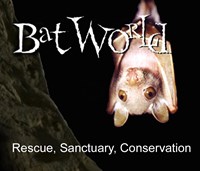 Bat World Sanctuary