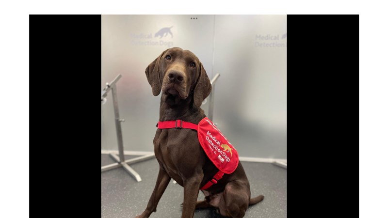Clare Stratton is fundraising for Medical Detection Dogs