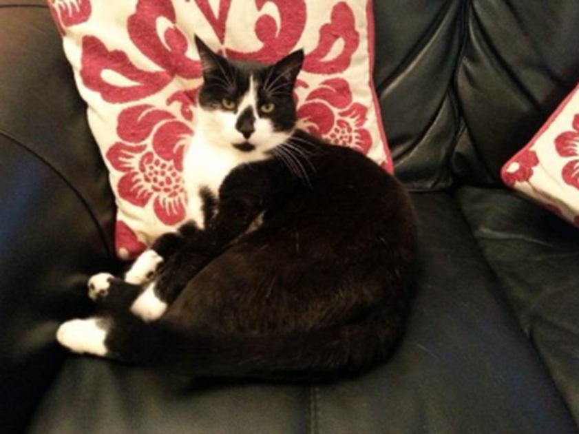 Cats Protection Glasgow Branch is fundraising for Cats Protection