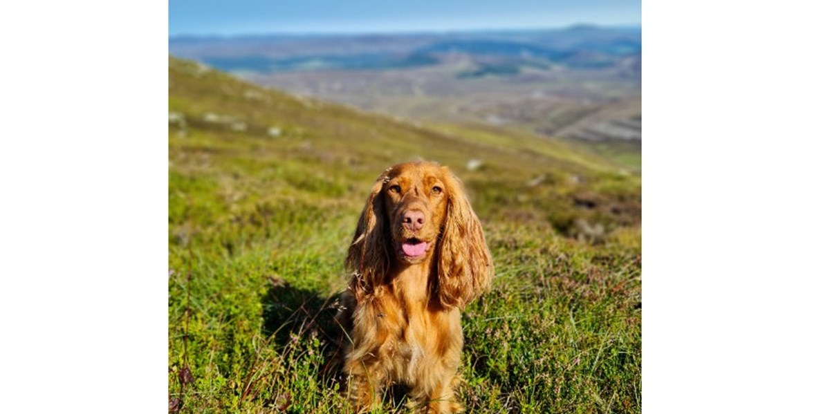 Rebecca Cantwell is fundraising for Perthshire Gundog Rescue Scio